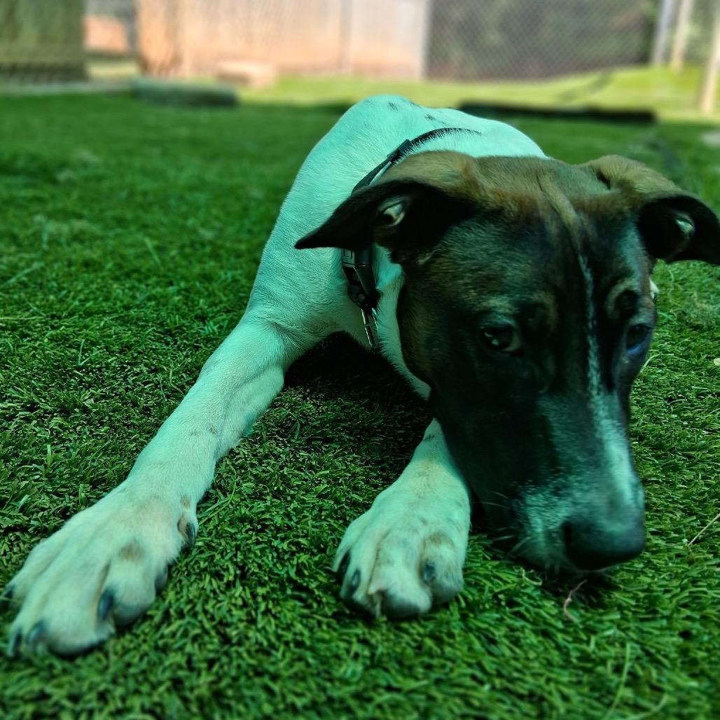 Bubbles 5849, a Adoptable Mixed Breed in Hamilton, GA image 1/6