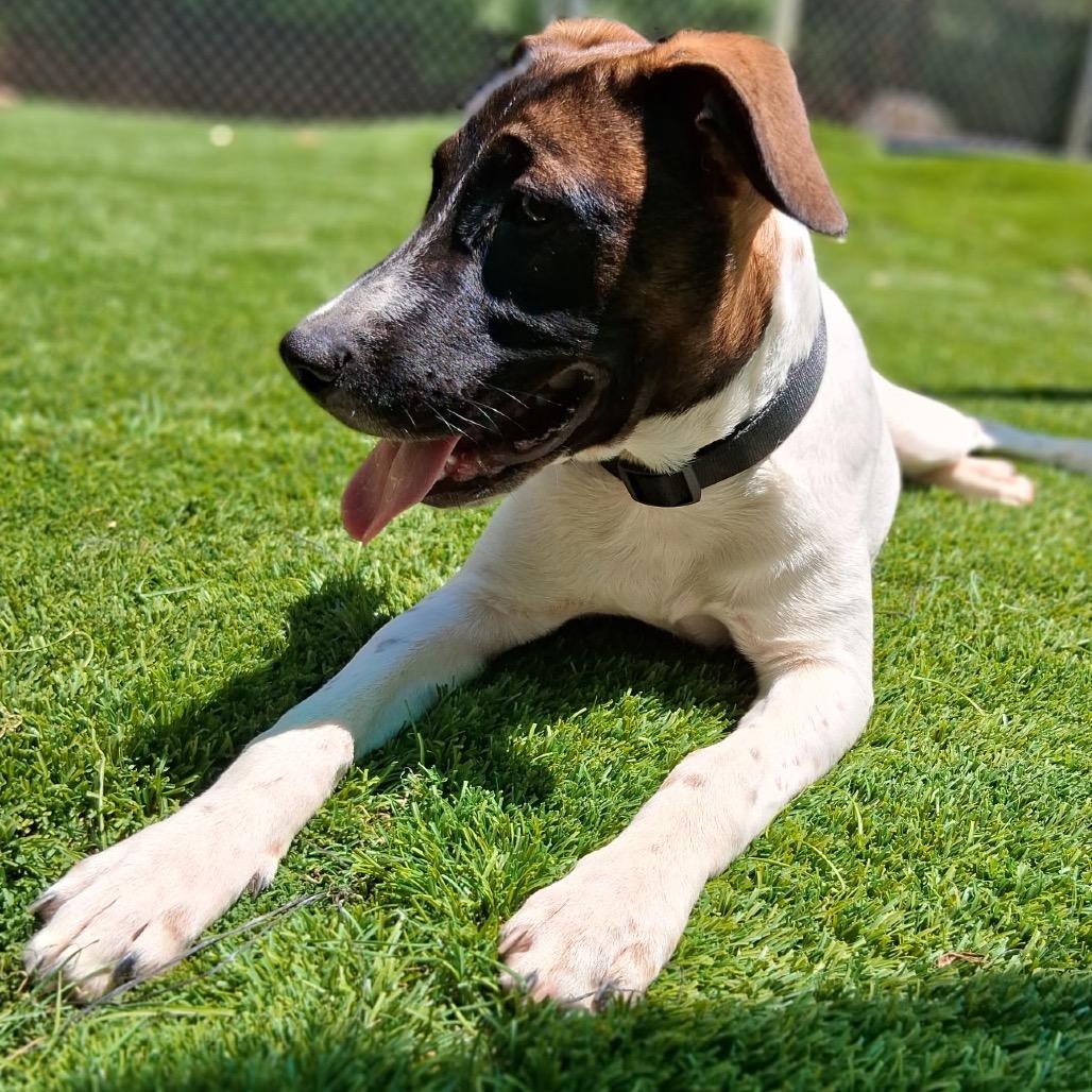 Bubbles 5849, a Adoptable Mixed Breed in Hamilton, GA image 2/6