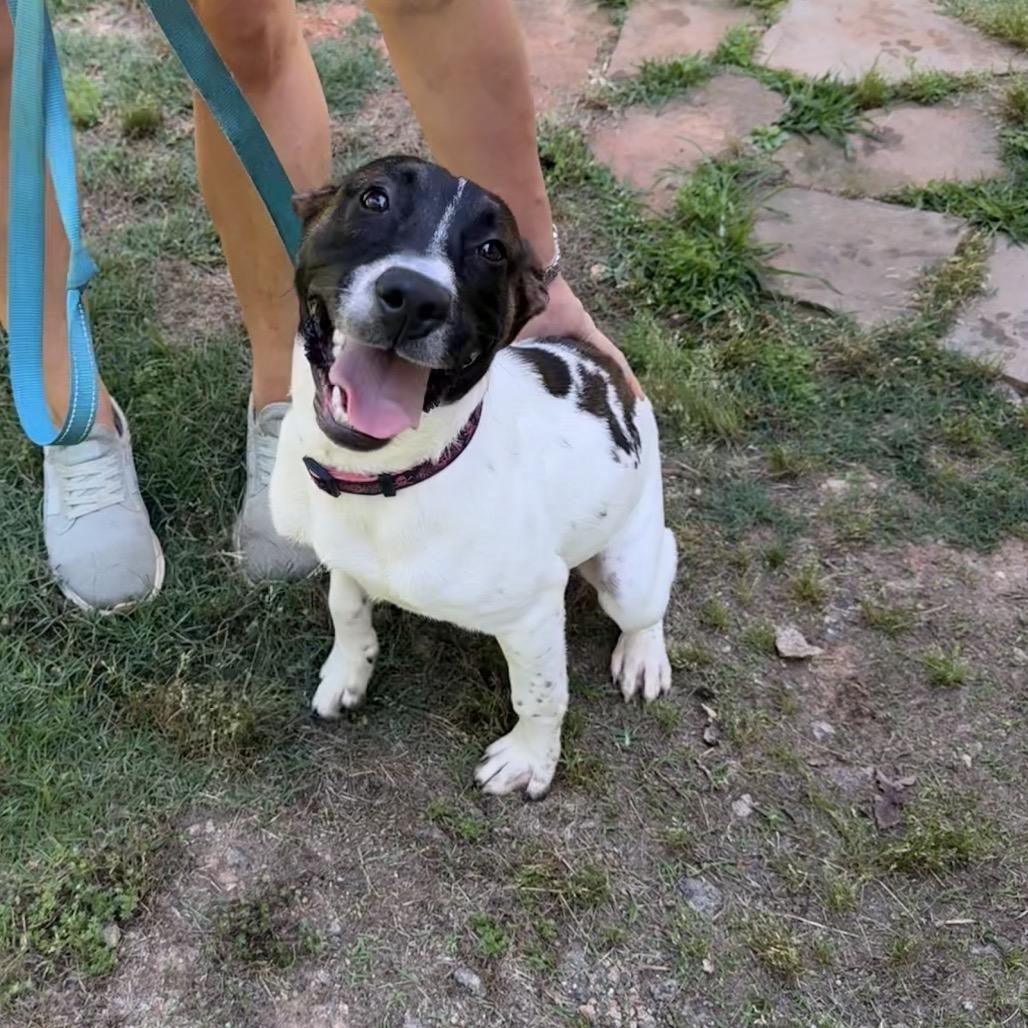 Bubbles 5849, a Adoptable Mixed Breed in Hamilton, GA image 3/6