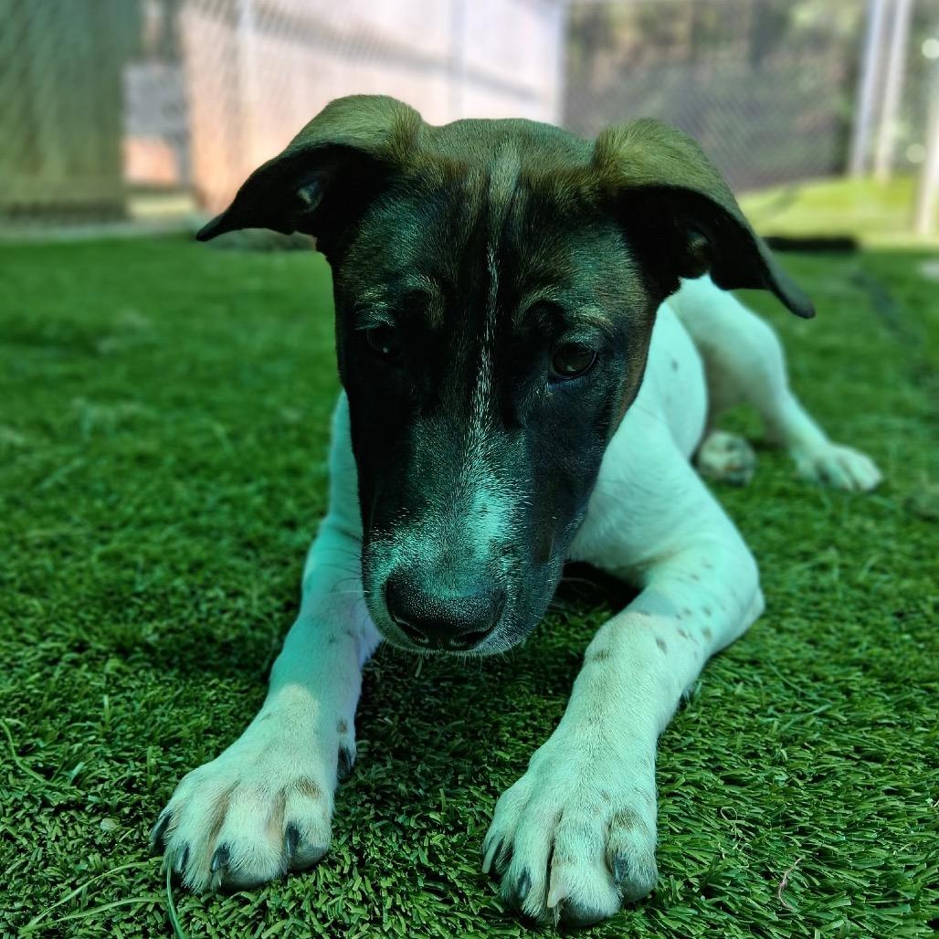 Bubbles 5849, a Adoptable Mixed Breed in Hamilton, GA image 4/6