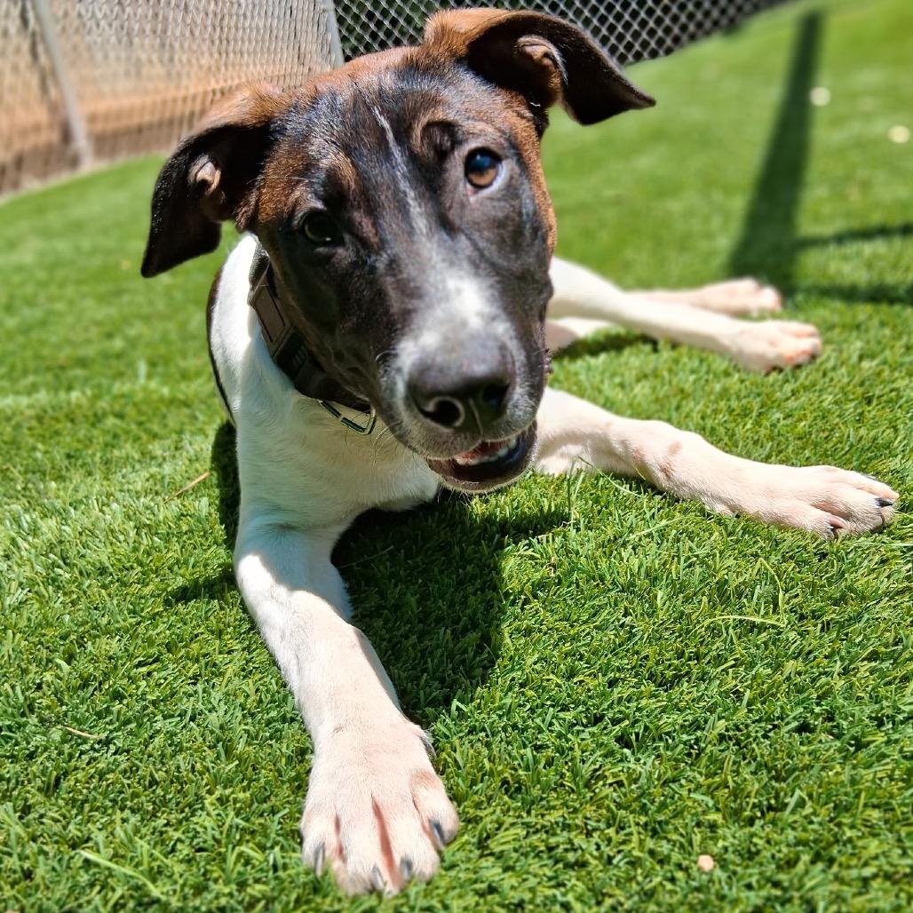 Bubbles 5849, a Adoptable Mixed Breed in Hamilton, GA image 5/6