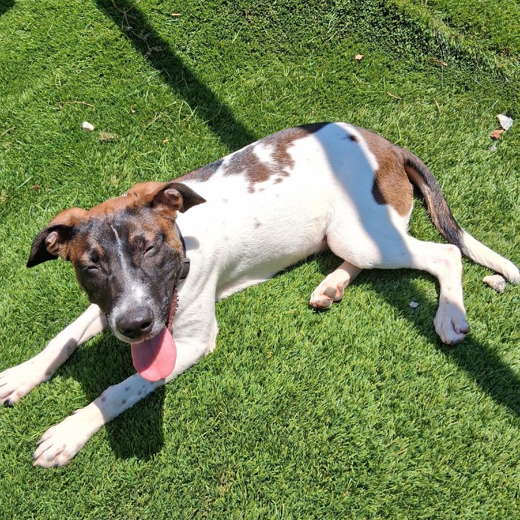 Bubbles 5849, a Adoptable Mixed Breed in Hamilton, GA image 6/6