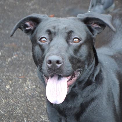 Jade, Adoptable, Young Female Labrador Retriever & Mixed Breed.