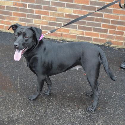 Jade, a Adoptable mixed breed in Elk Grove Village, IL image 2/3