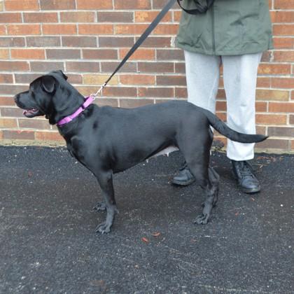 Jade, a Adoptable mixed breed in Elk Grove Village, IL image 3/3
