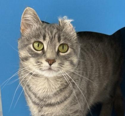 Enlarge Moemoe (Molly), a Adoptable mixed breed in Gwinn, MI image 1/1