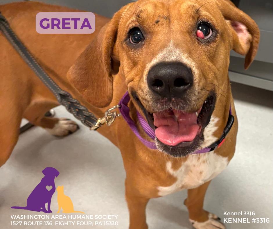 Greta, a ADOPTABLE mixed breed in Eighty Four, PA image 2/2