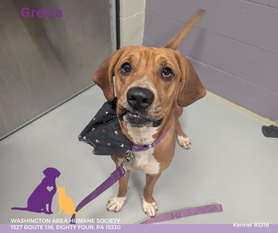 Greta, a ADOPTABLE mixed breed in Eighty Four, PA image 1/2