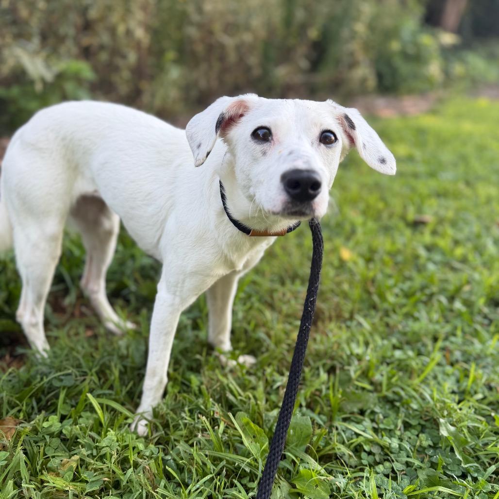 "Whisper", Adoptable, Adult Female Terrier & Mixed Breed.