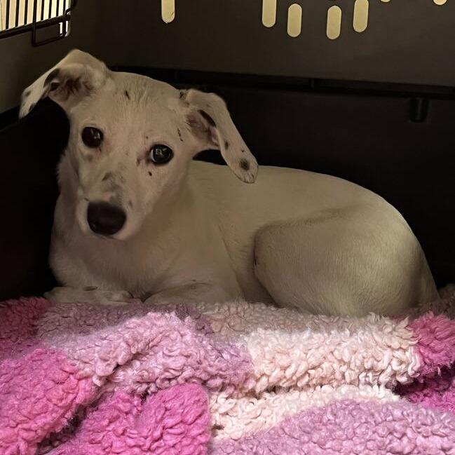 "Whisper", a Adoptable mixed breed in Perkiomenville, PA image 2/5