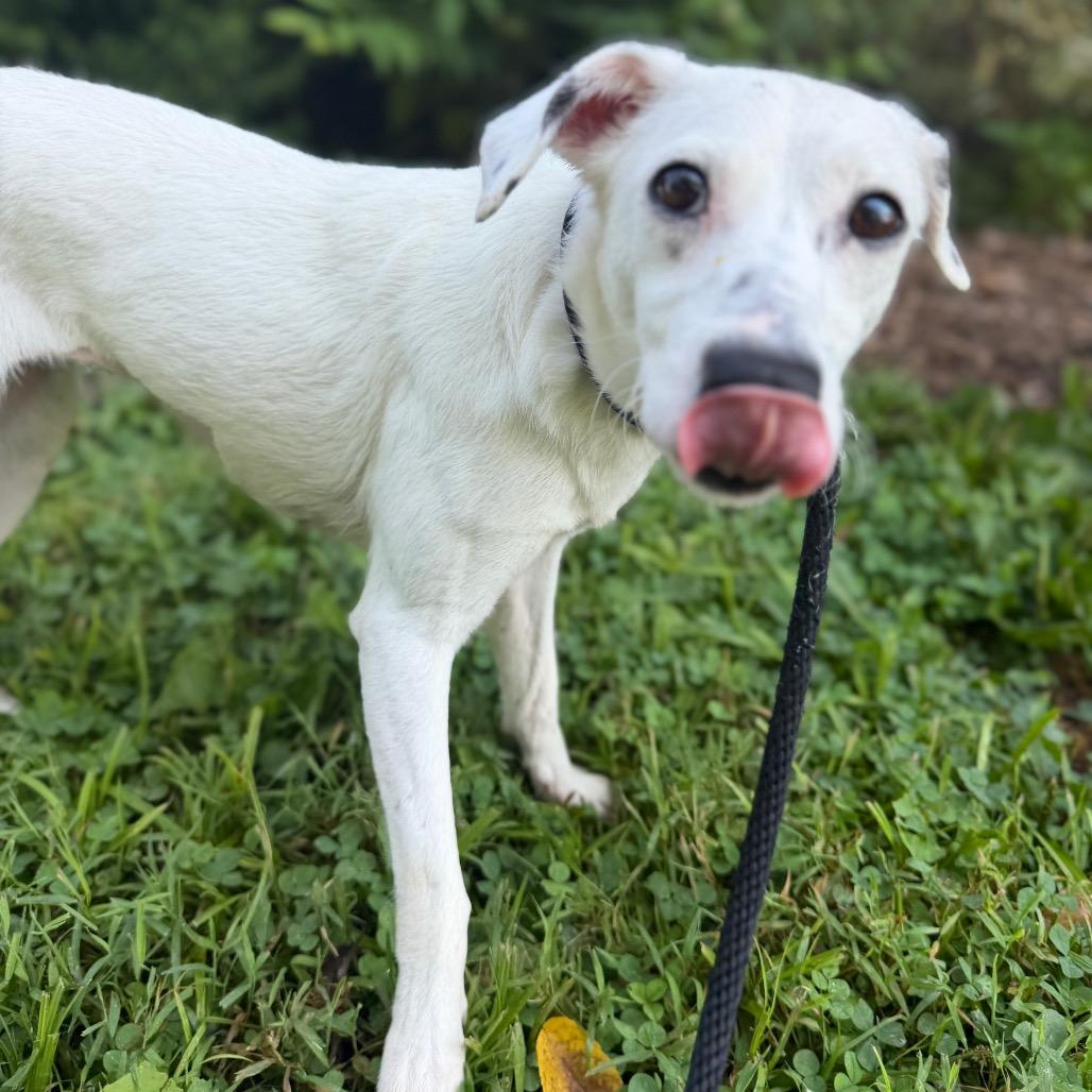 "Whisper", a Adoptable mixed breed in Perkiomenville, PA image 3/5
