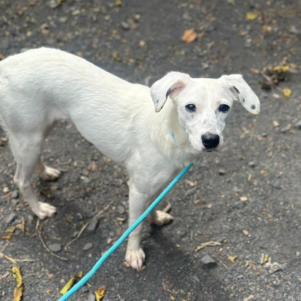 Enlarge "Whisper", a Adoptable mixed breed in Conshohocken, PA image 2/6