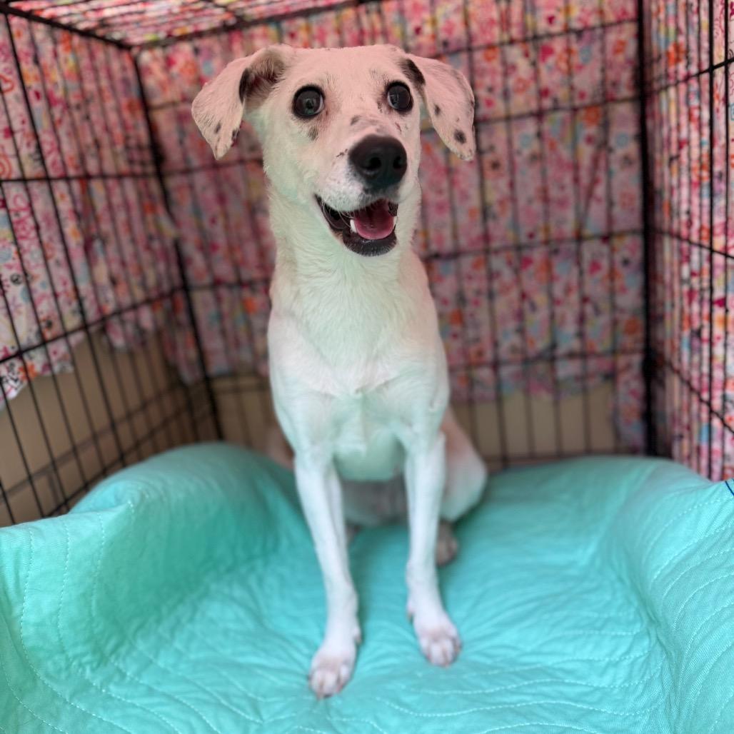 "Whisper", a Adoptable mixed breed in Perkiomenville, PA image 4/5