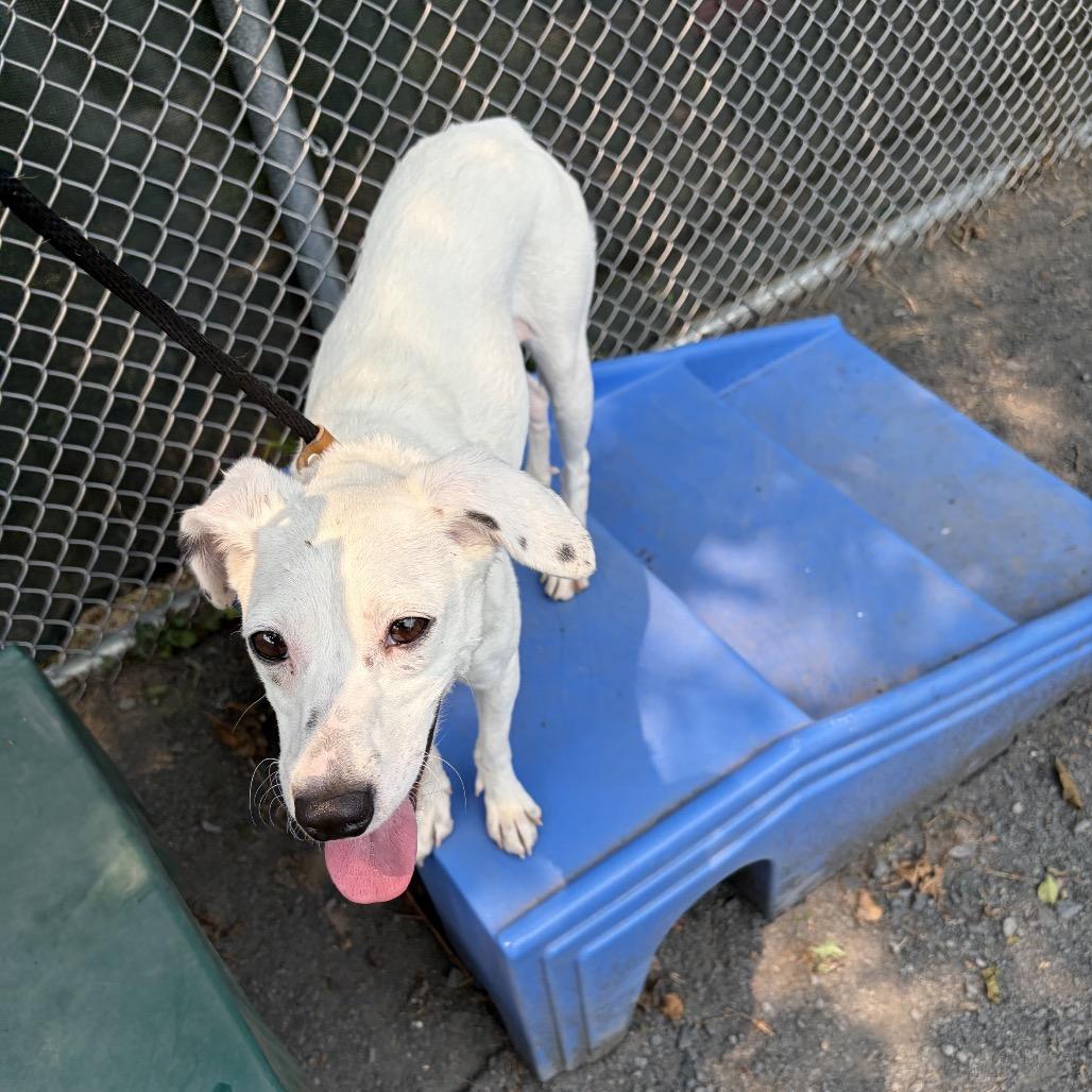 "Whisper", a Adoptable mixed breed in Perkiomenville, PA image 5/5