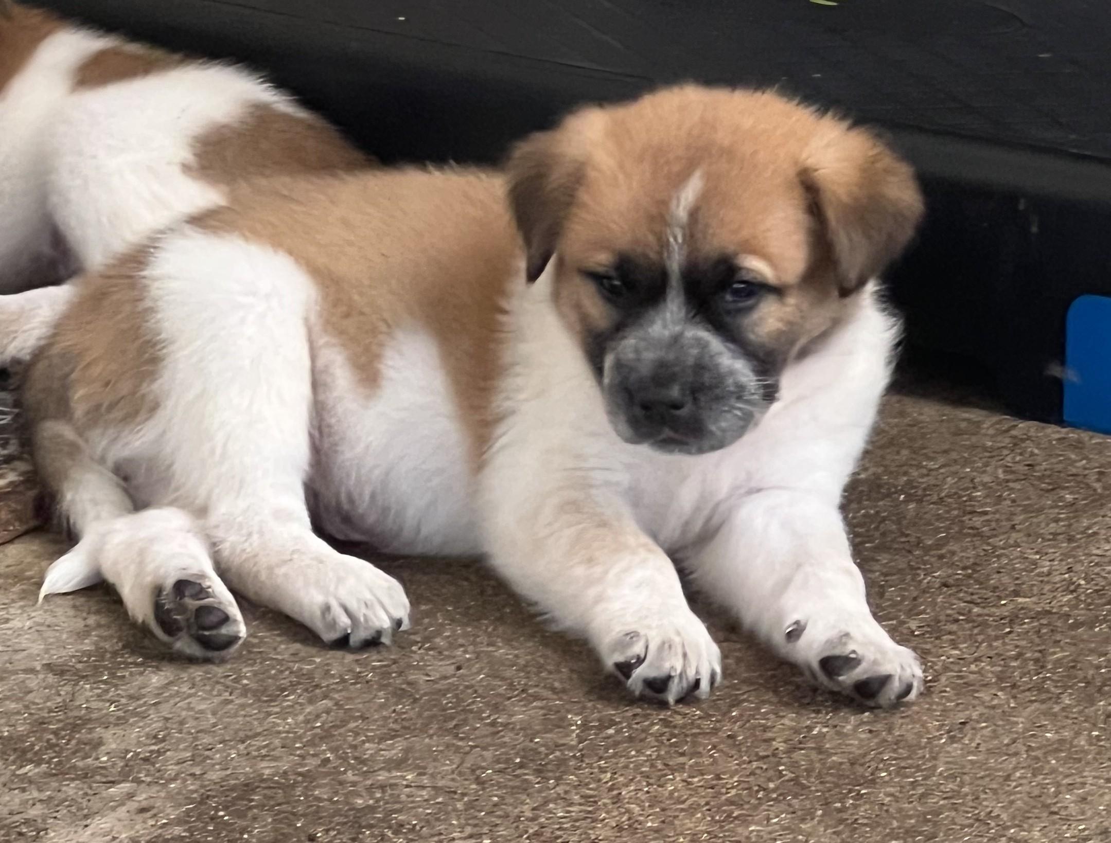 OTIS, Adoptable, Puppy Male Great Pyrenees.