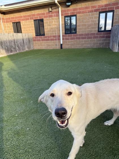 Kiko, Adoptable, Adult Female Mixed Breed & Mixed Breed.