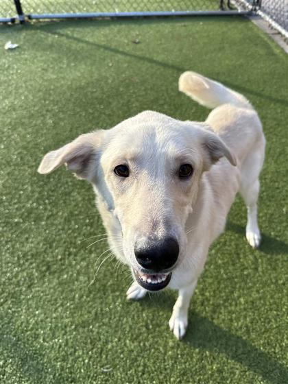 Enlarge Kiko, a Adoptable mixed breed in Hutchinson, KS image 2/3