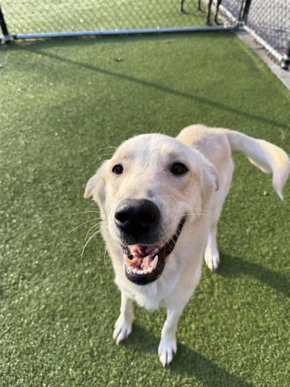 Enlarge Kiko, a Adoptable mixed breed in Hutchinson, KS image 3/3