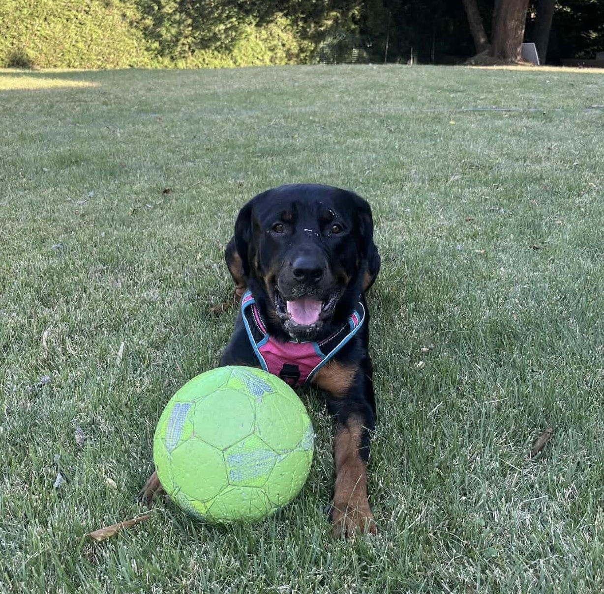 Snow, a Adoptable Rottweiler in Westwood, NJ image 1/3