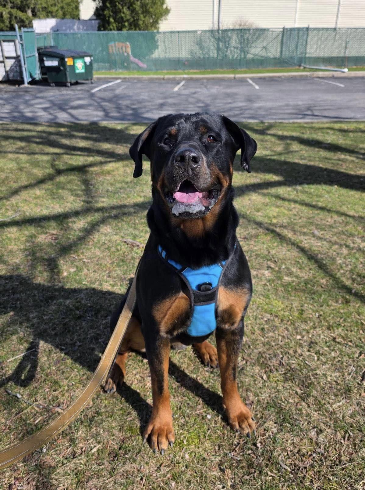 Snow, a Adoptable Rottweiler in Westwood, NJ image 2/3