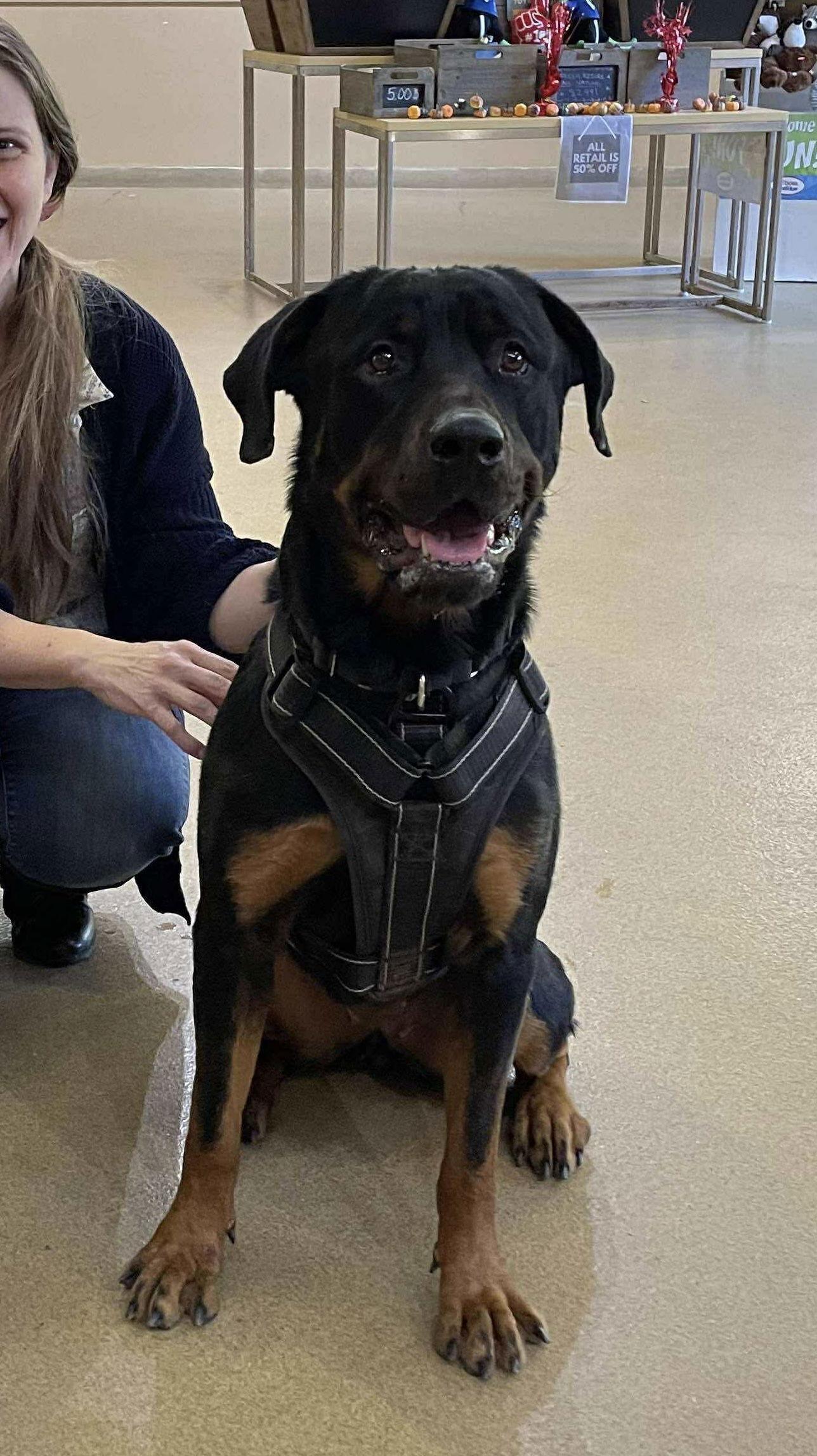 Snow, a Adoptable Rottweiler in Westwood, NJ image 3/3