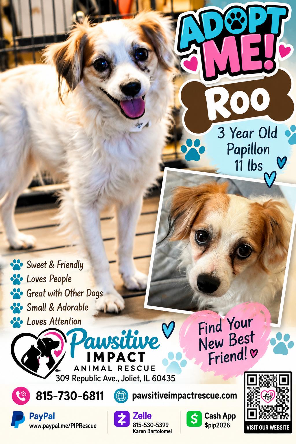 Enlarge Roo, a Adoptable mixed breed in Joliet, IL image 1/1