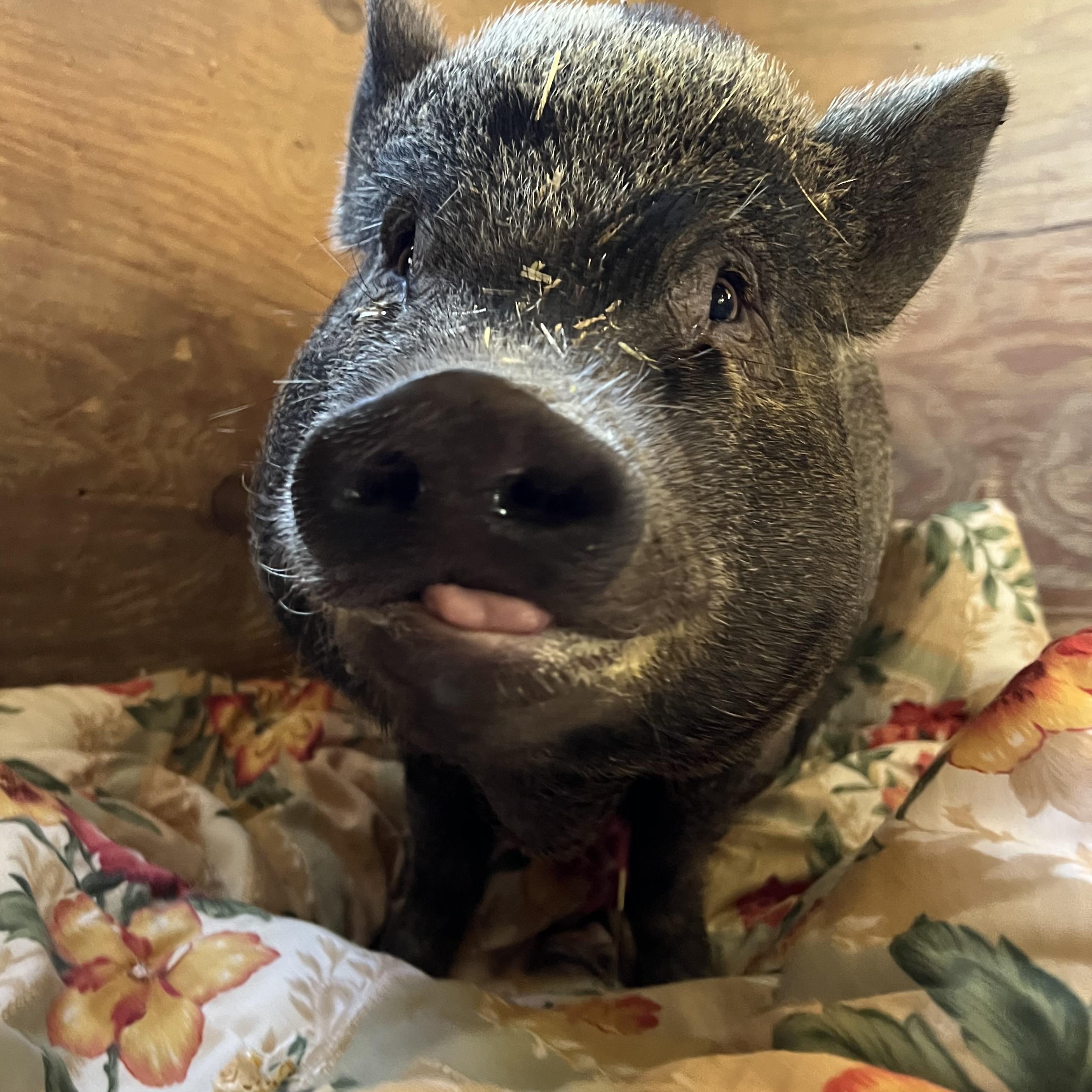 Loretta, Adoptable, Adult Female Vietnamese Pot Bellied & Pot Bellied.