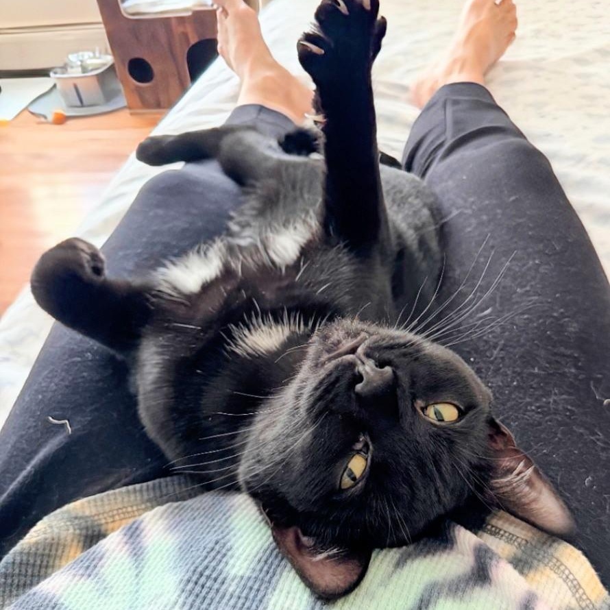 Little Bear, ADOPTABLE, Young Female American Shorthair.