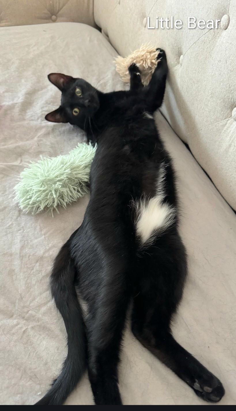 Enlarge Little Bear, a ADOPTABLE American Shorthair in Staten Island, NY image 3/3