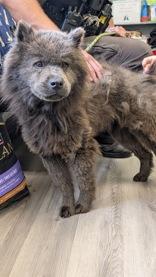 Chelsea, an adopted Chow Chow in Orange, VA image 3/3