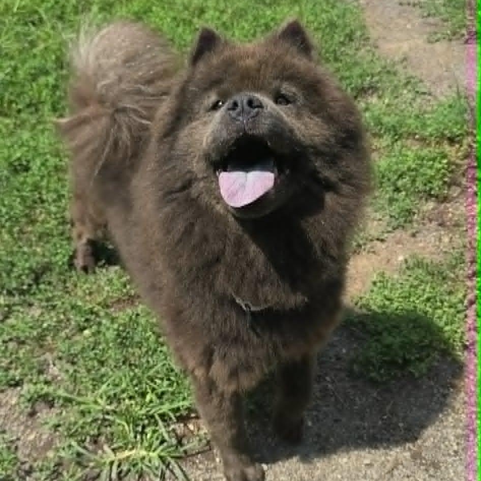 Chelsea, an adopted Chow Chow in Orange, VA image 2/3