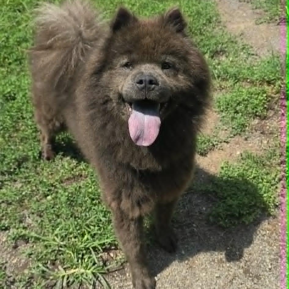 Chelsea, adopted, Adult Female Chow Chow.
