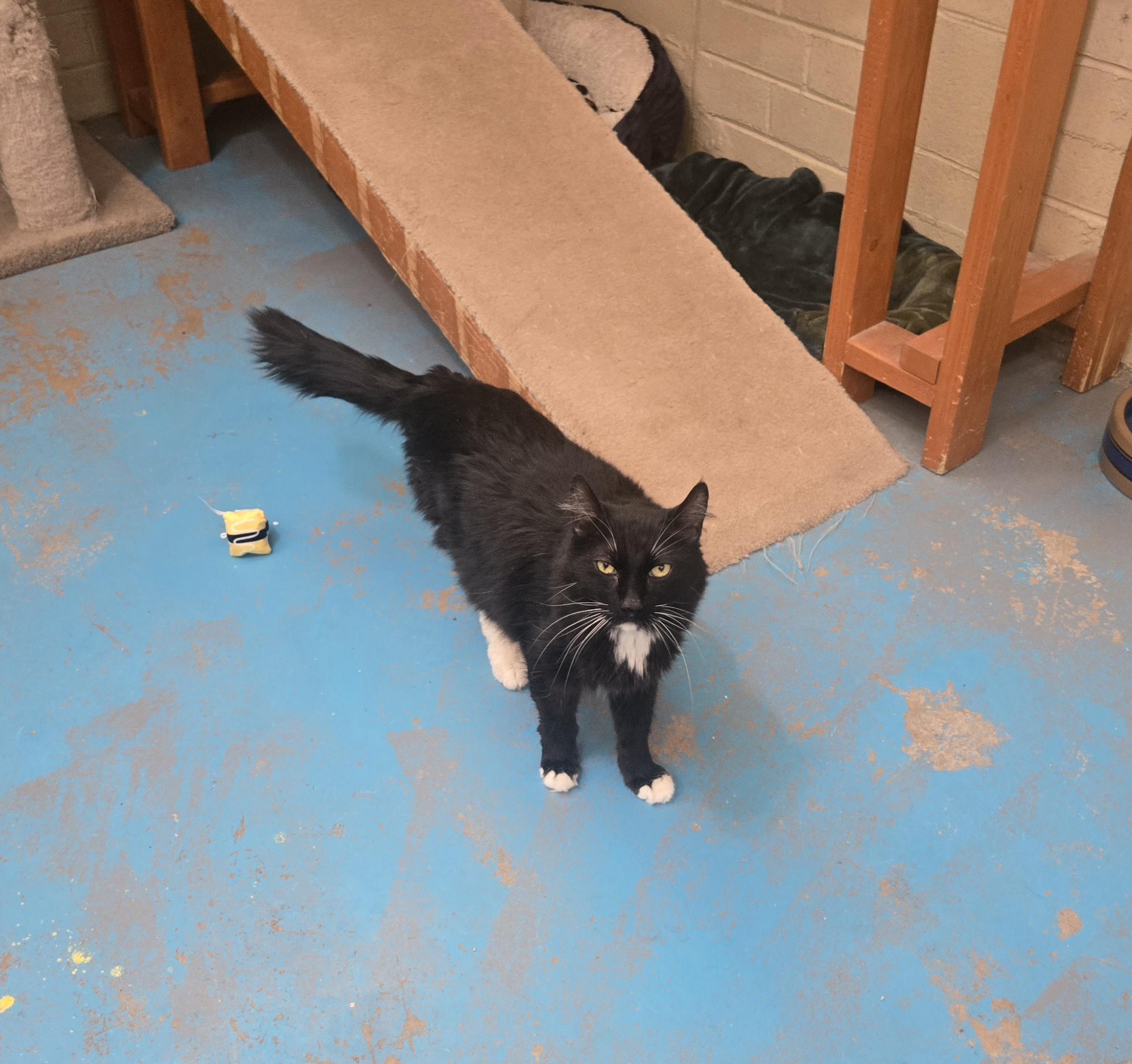 Zuko, a Adoptable Domestic Medium Hair in Nogales, AZ image 3/4