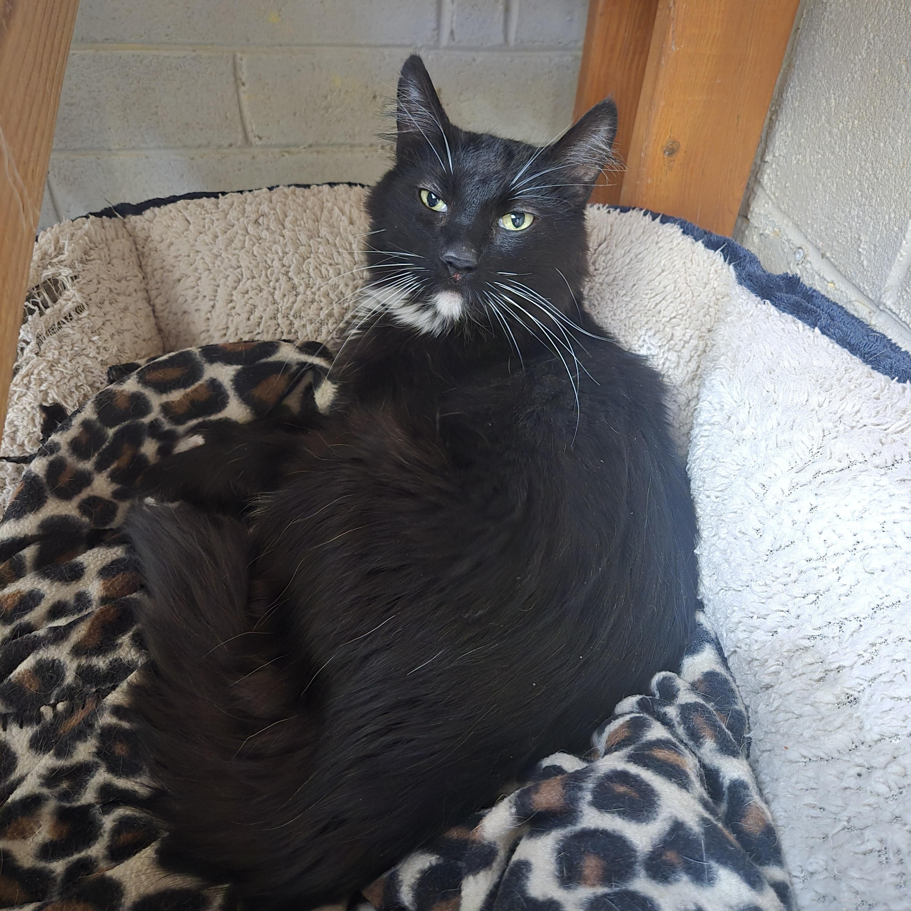 Zuko, a Adoptable Domestic Medium Hair in Nogales, AZ image 4/4