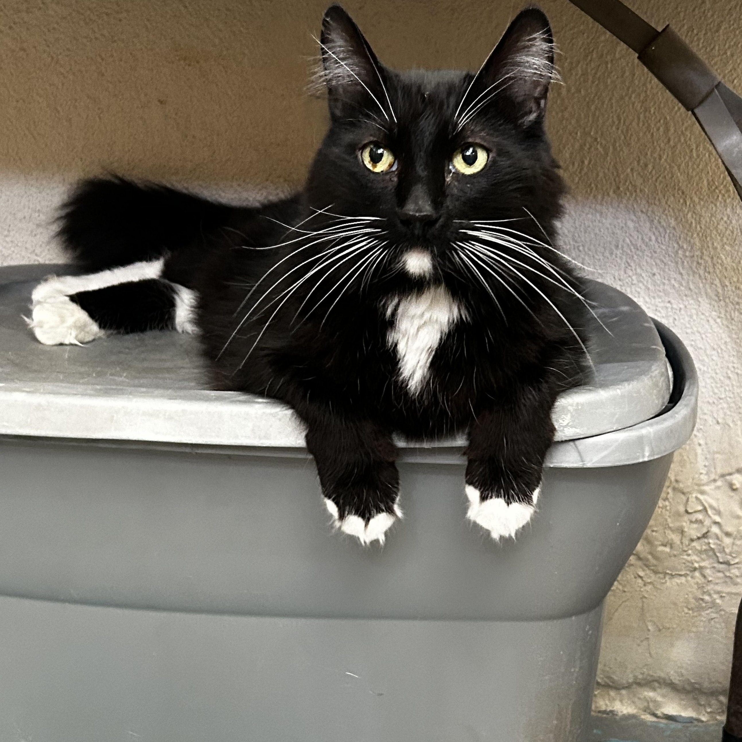 Zuko, a Adoptable Domestic Medium Hair in Nogales, AZ image 1/4