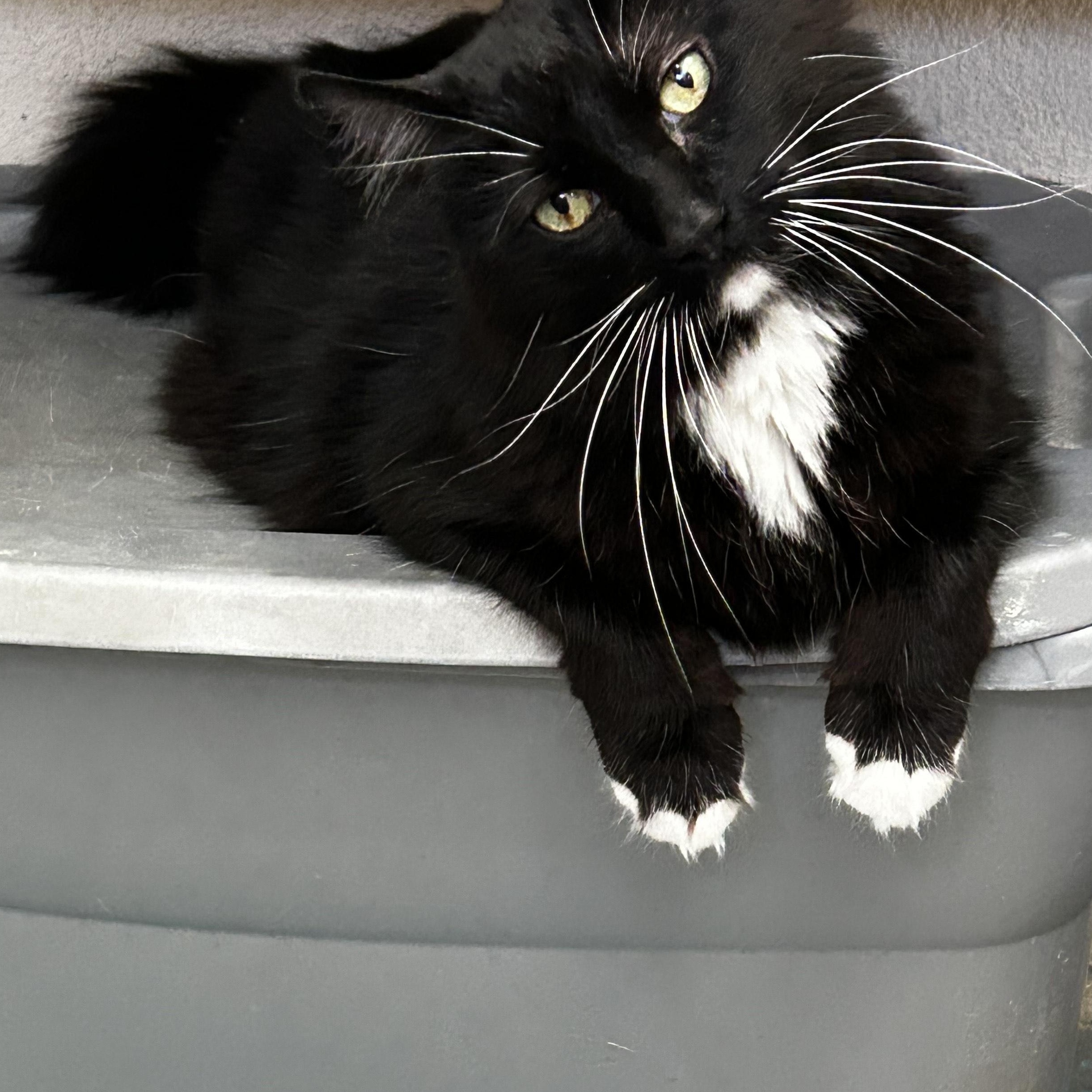 Zuko, a Adoptable Domestic Medium Hair in Nogales, AZ image 2/4