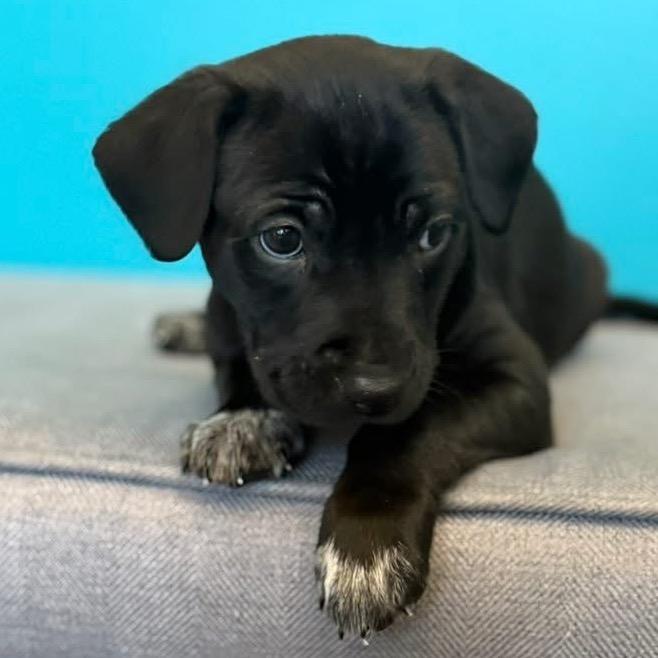 Valor Freedom, Adoptable, Puppy Male Shepherd.