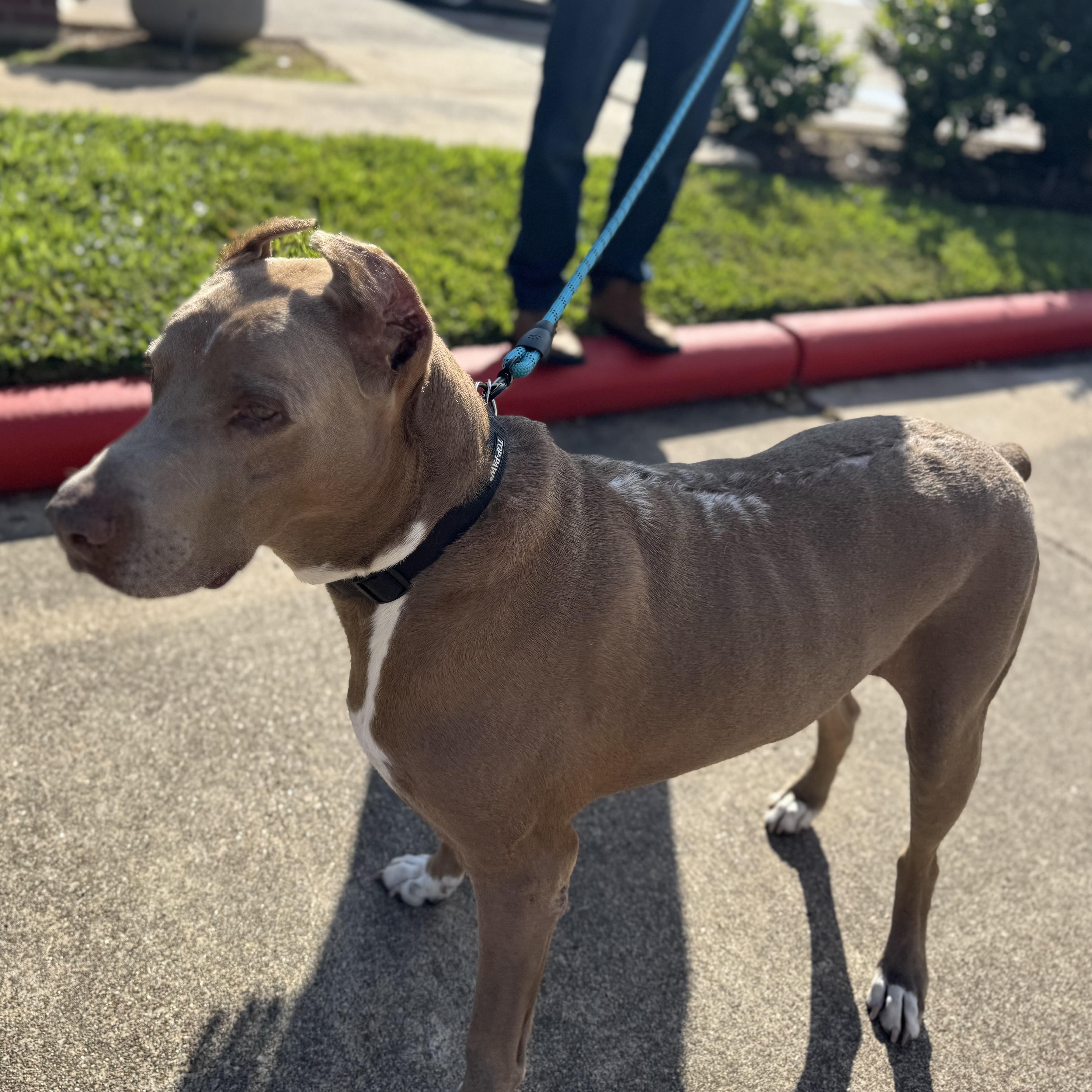 Enlarge Maximus, a Adoptable Doberman Pinscher in Snohomish, WA image 4/6