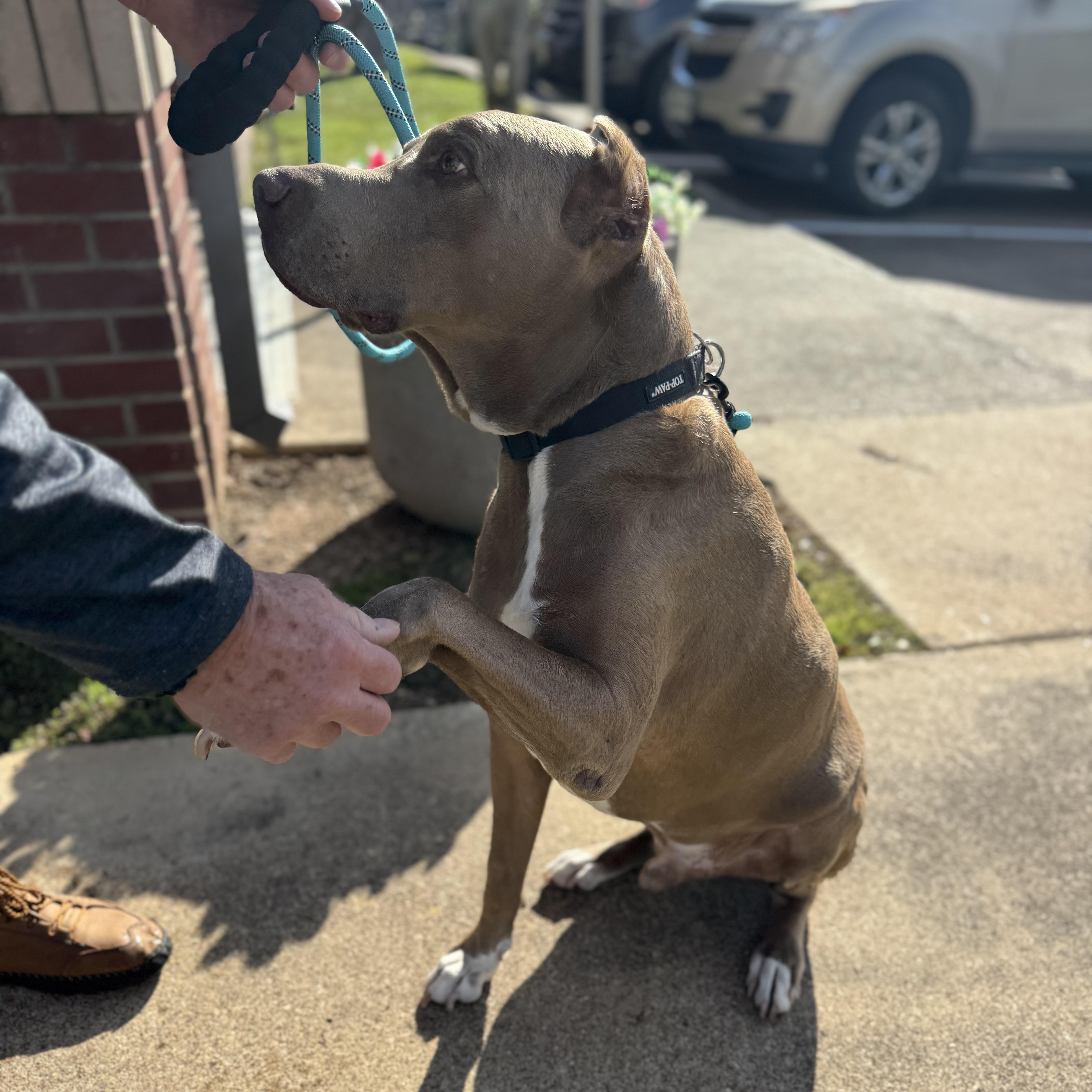 Maximus — thumbnail 2