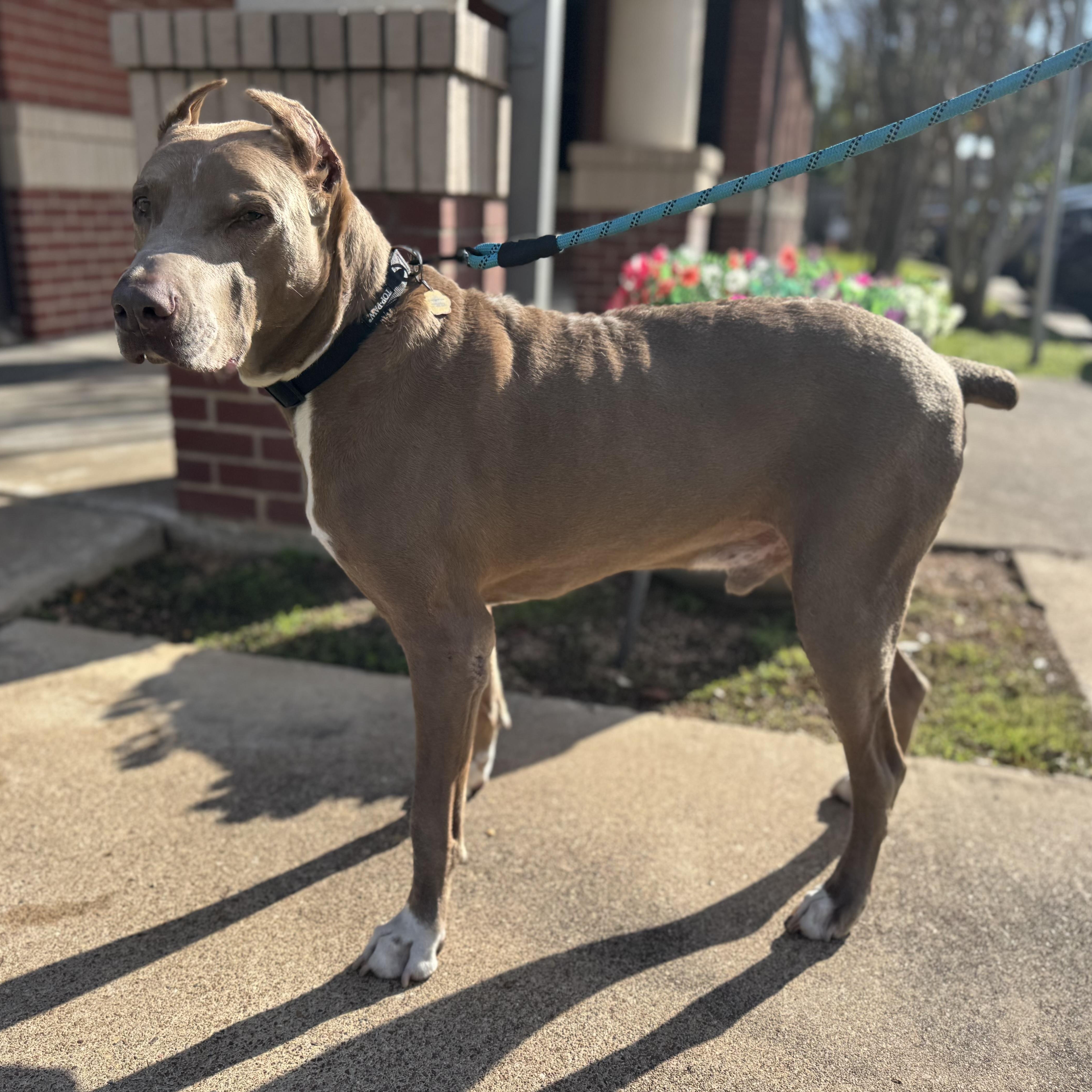 Maximus — thumbnail 4