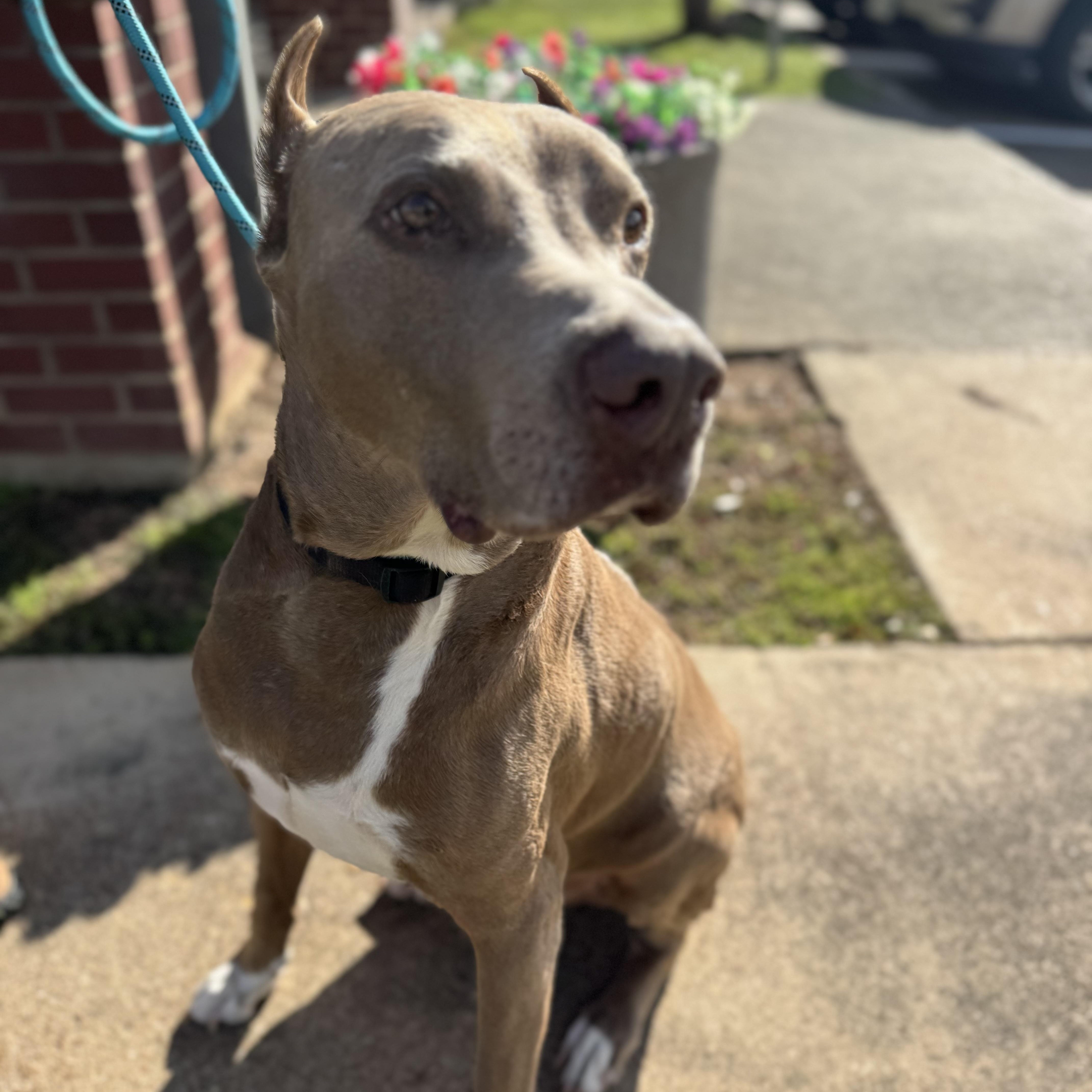 Enlarge Maximus, a Adoptable Doberman Pinscher in Snohomish, WA image 3/6