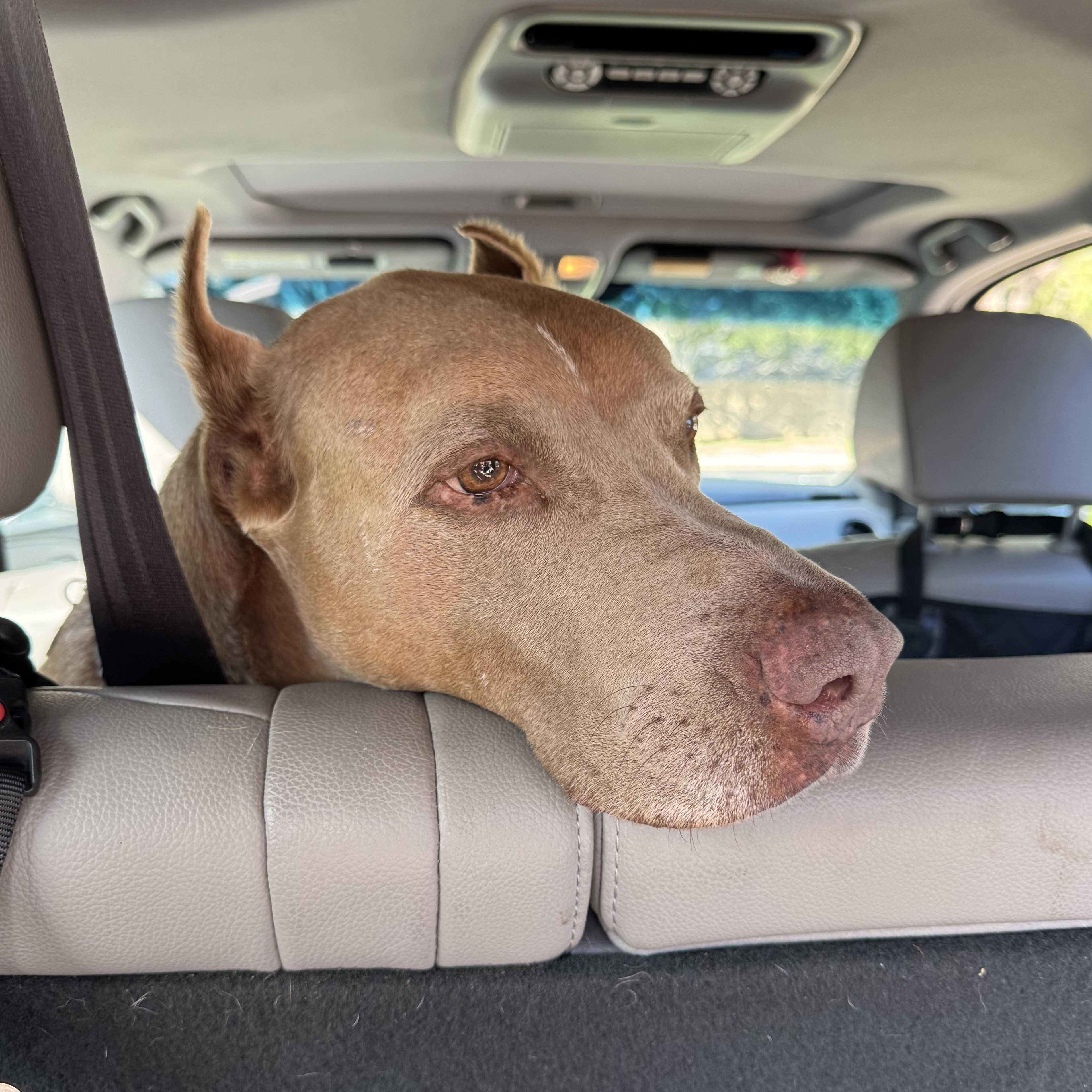 Enlarge Maximus, a Adoptable Doberman Pinscher in Snohomish, WA image 1/6