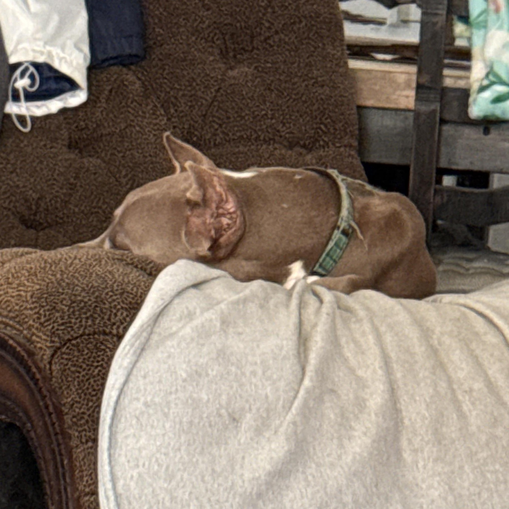 Maximus, an adoptable Doberman Pinscher in Snohomish, WA, 98296 | Photo Image 5
