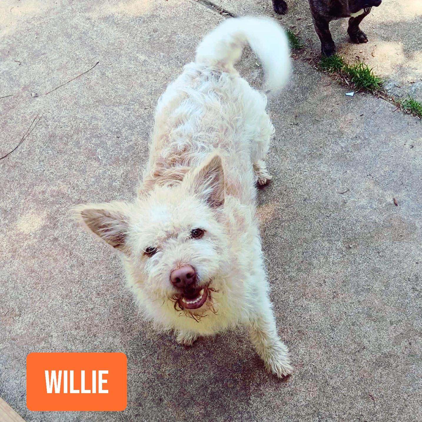 Willie, Adoptable, Adult Male Norwich Terrier.