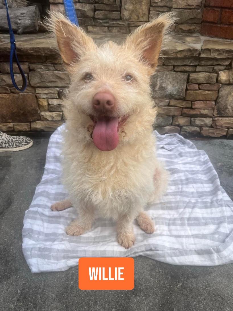 Willie — thumbnail 2