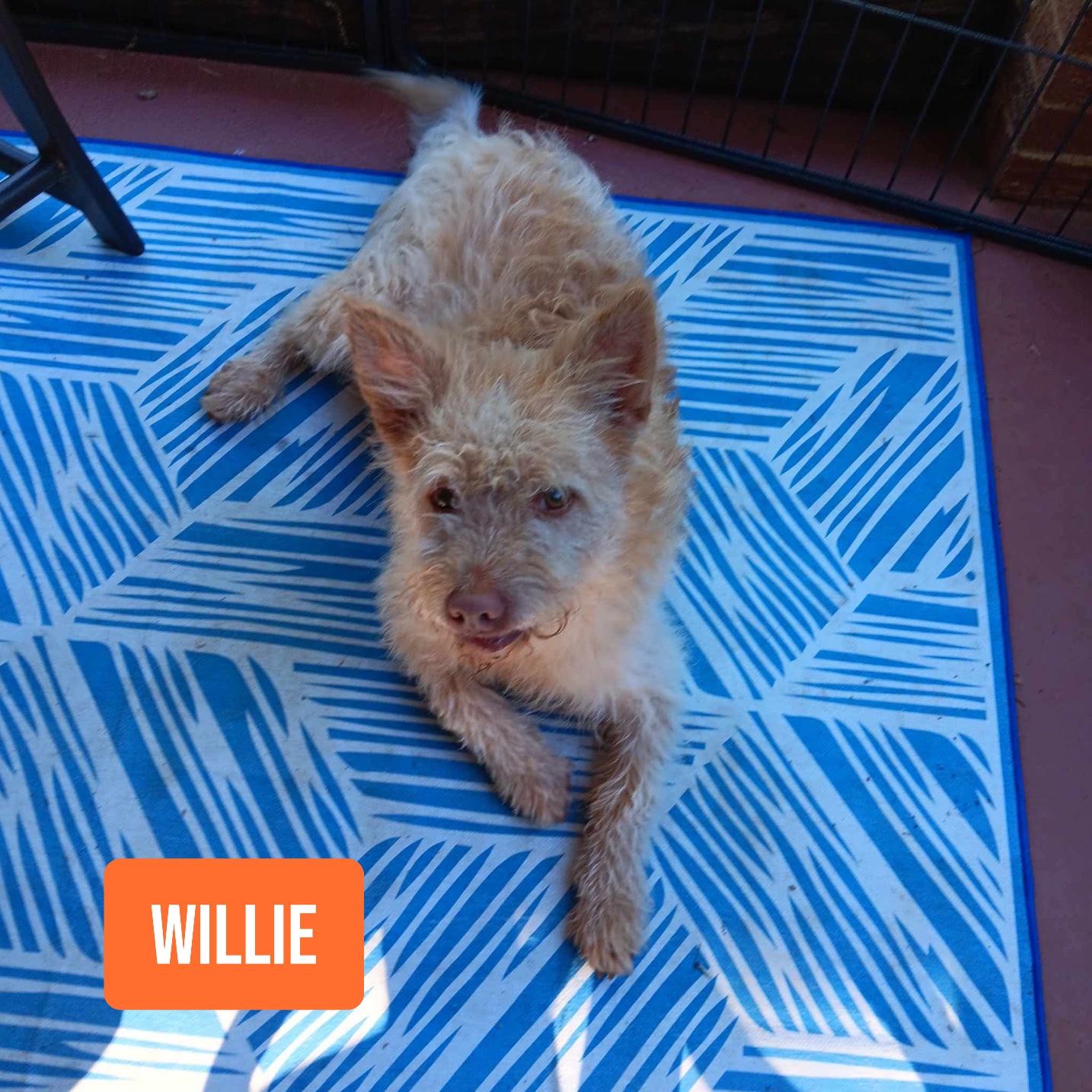 Willie, a Adoptable mixed breed in Stockbridge, GA image 3/3