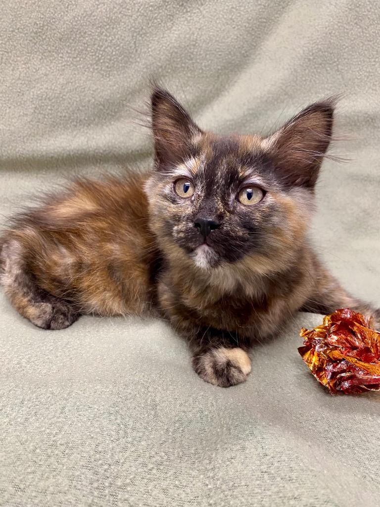 Enlarge Laurel, a Adoptable mixed breed in Grants Pass, OR image 1/1