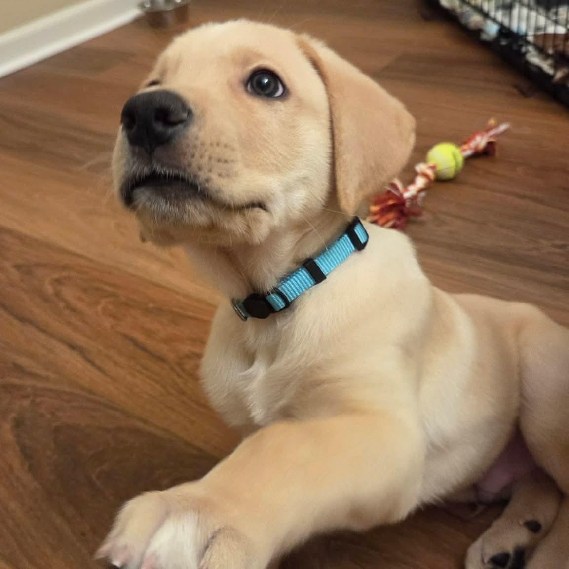 Mammoth, adopted, Puppy Male Great Dane & Labrador Retriever.
