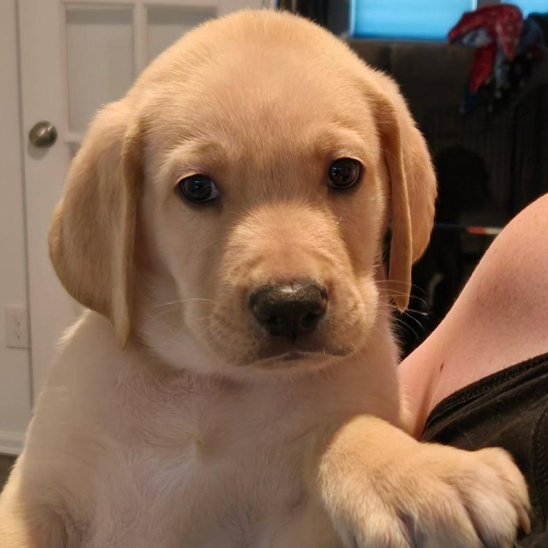 Mammoth, an adopted mixed breed in Cabot, AR image 2/2