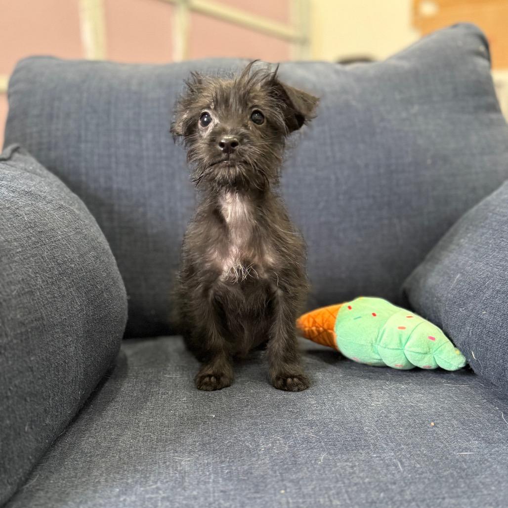 Bentley, Adoptable, Puppy Male Terrier & Mixed Breed.
